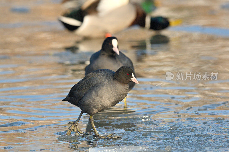 成本(Fulica atra)